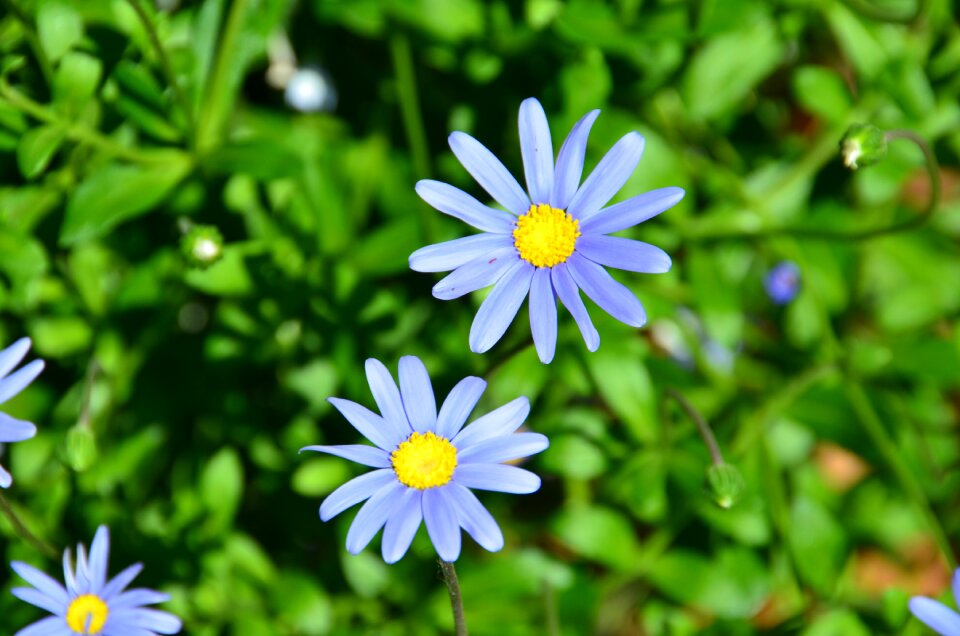 Blooming plant spring