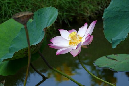 Water lily tropical lake