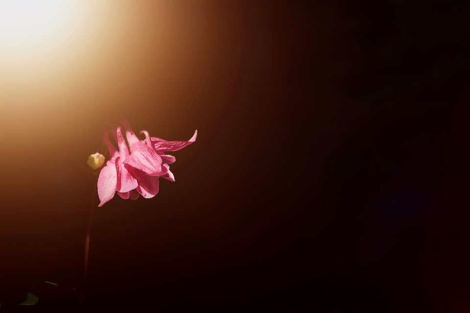 Flower pointed flower nature