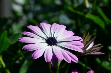 Flower blossom blooming photo