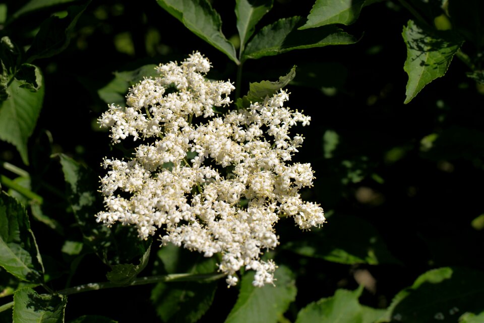 Bush elder garden