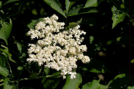 Bush elder garden