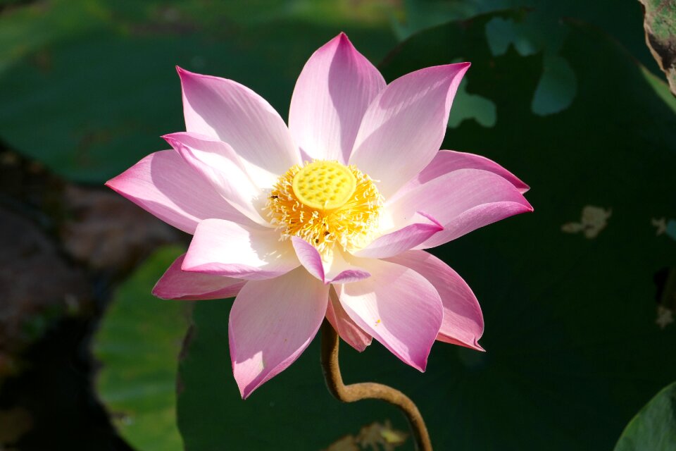 Water lily tropical lake