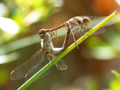 Reproduction mating insects mating photo