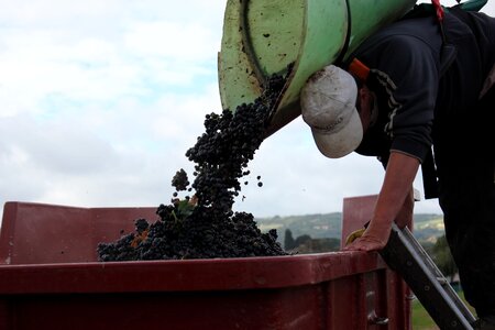 Carrier vineyard beaujolais