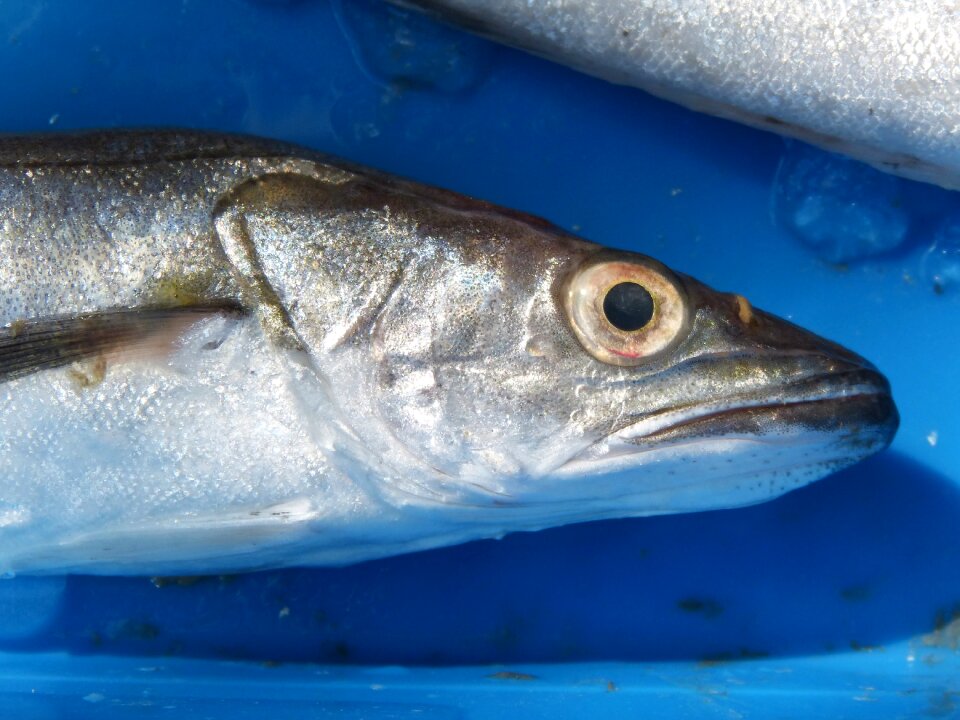 Llucet fresh fish mediterranean diet