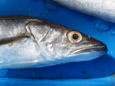 Llucet fresh fish mediterranean diet