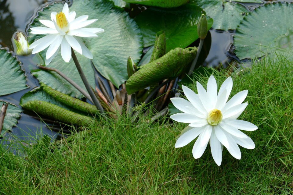 Tropical lake pond