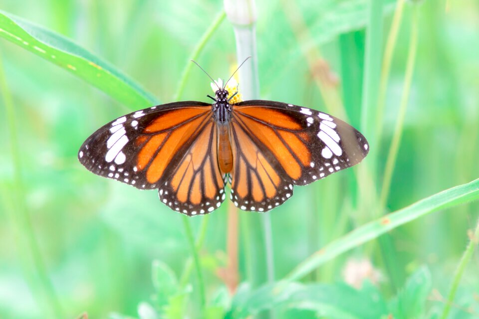 Butterfly worms love the tiger nature