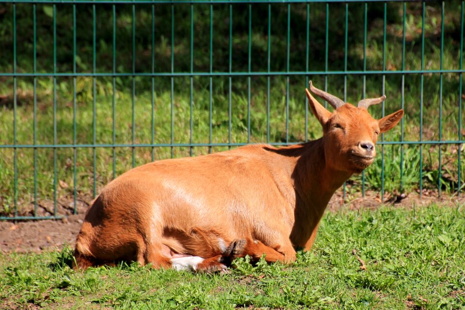 Billy goat grass pasture