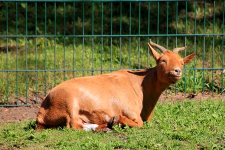 Billy goat grass pasture photo