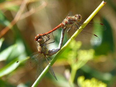 Reproduction mating insects mating photo