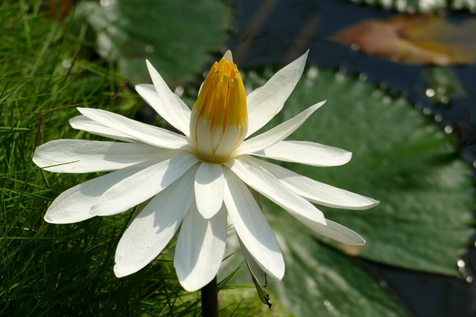 Tropical lake pond