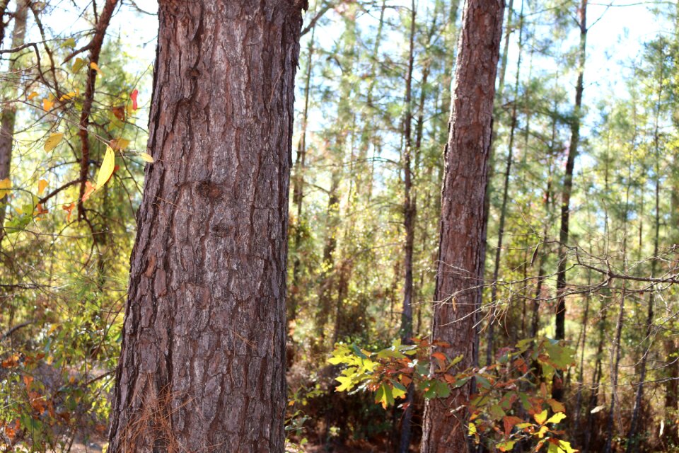 Trees wilderness wildlife