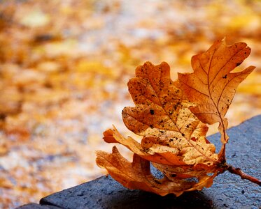 Autumn colours fall color sunlight photo