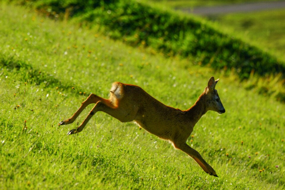 Animals nature fawn