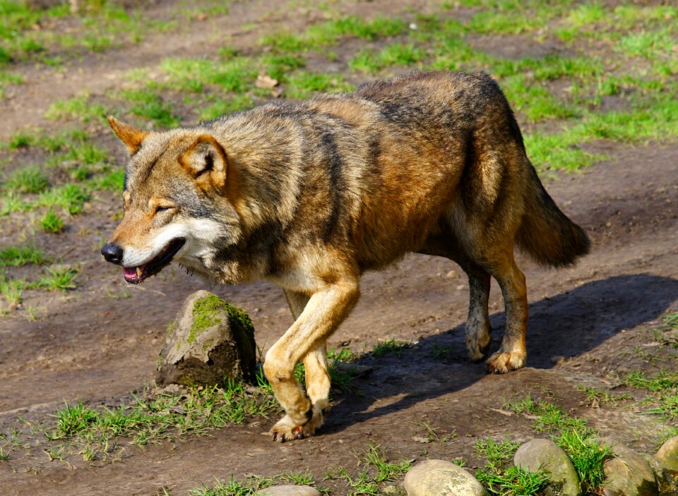 Animal world nature pack animal