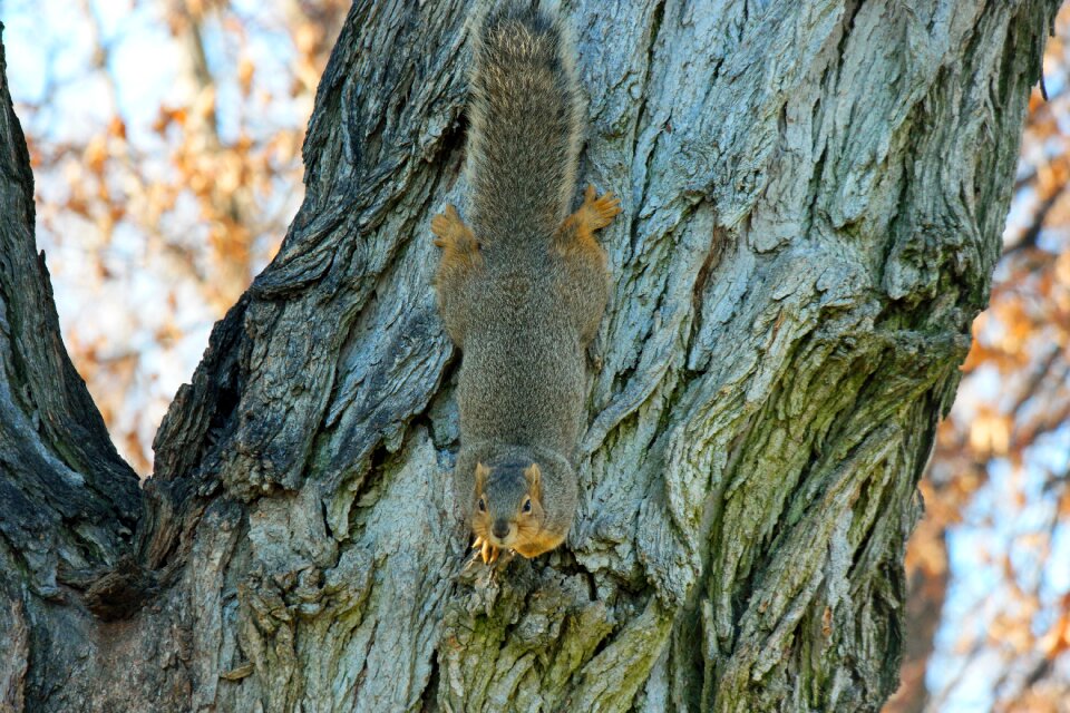 Animal wildlife mammal
