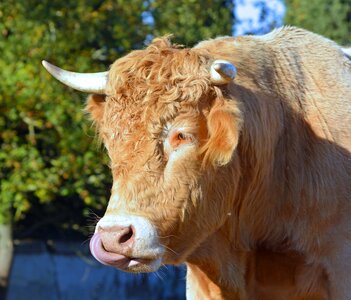 Field animals farm