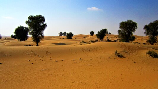 Dubai desert trees