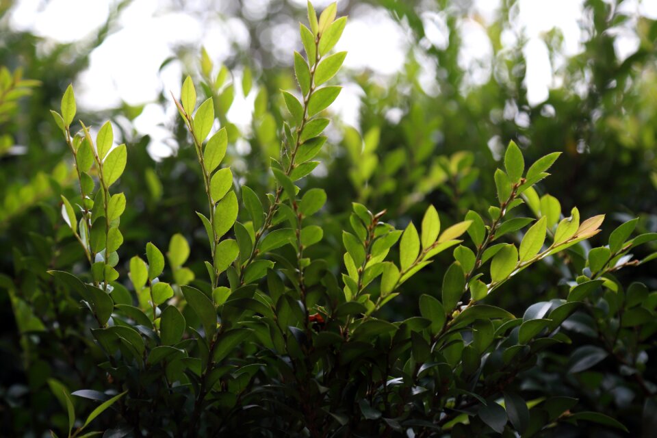 Green leaf nature plants