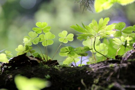 Shamrocks green forest