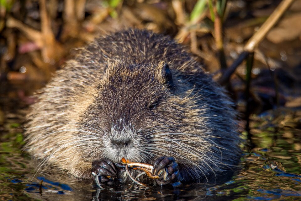 Rodent nager animal