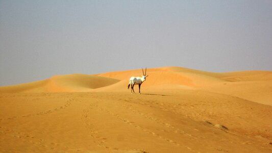 Desert oryx orange desert photo