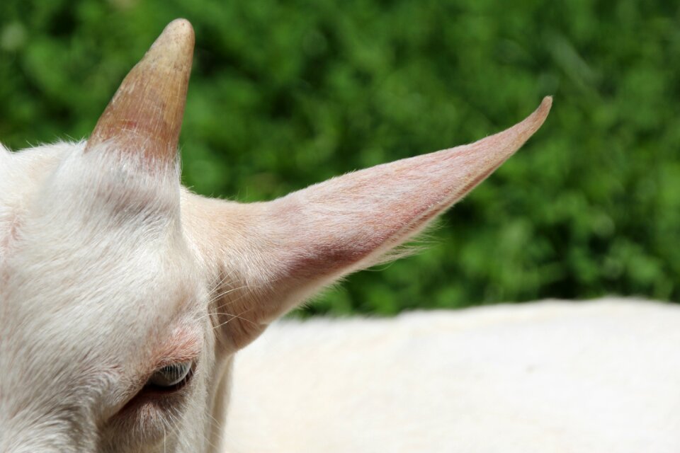 Horns kid white goat