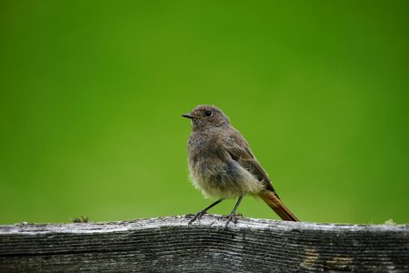 Nature fauna feathers photo