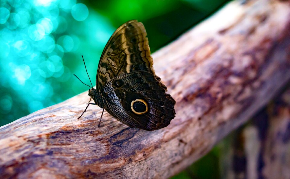 Wildlife tropical brown
