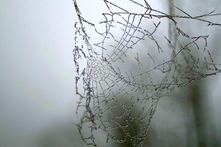 Frost frosted morning