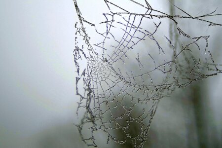 Frost frosted morning photo