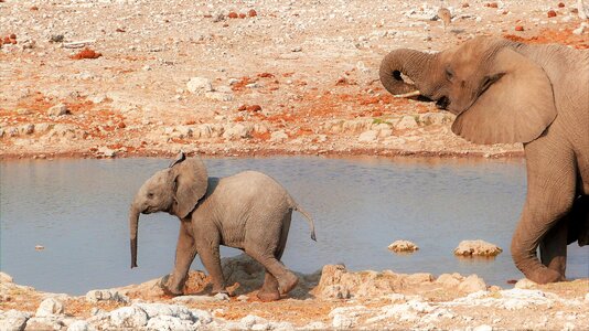 Elephant baby namibia photo