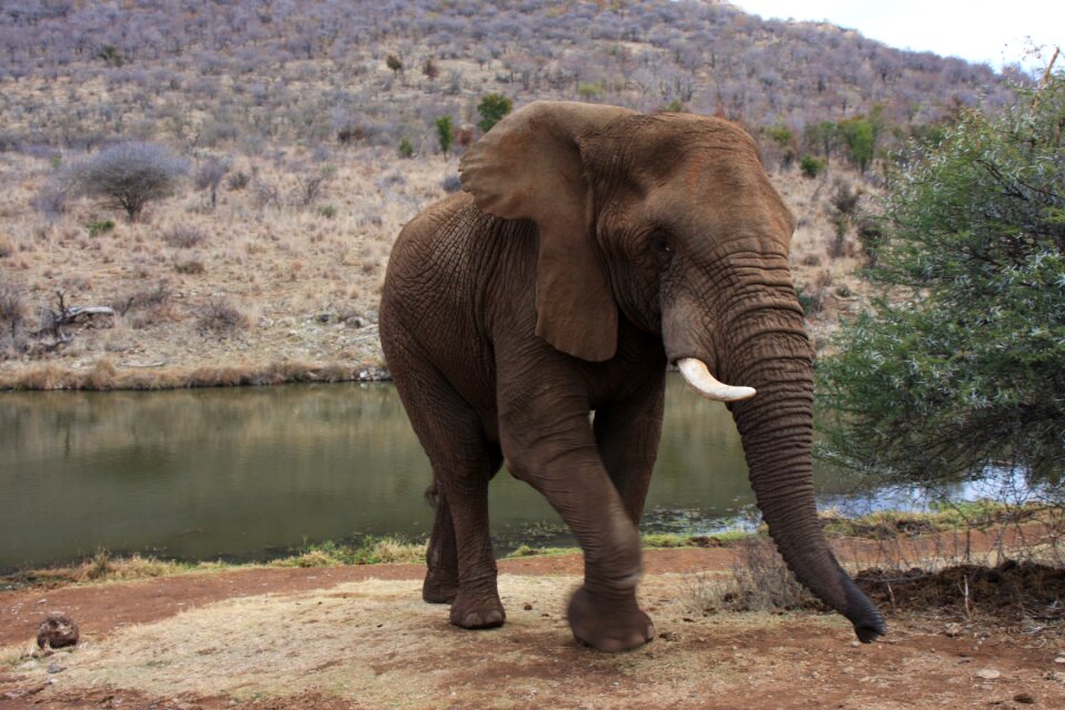 Trunk animal mammal