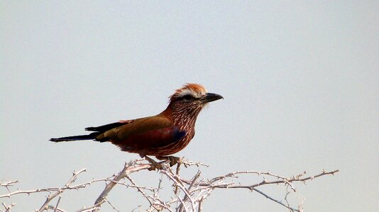 Bird wildlife namibia