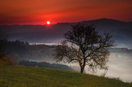 Heaven tree nature photo