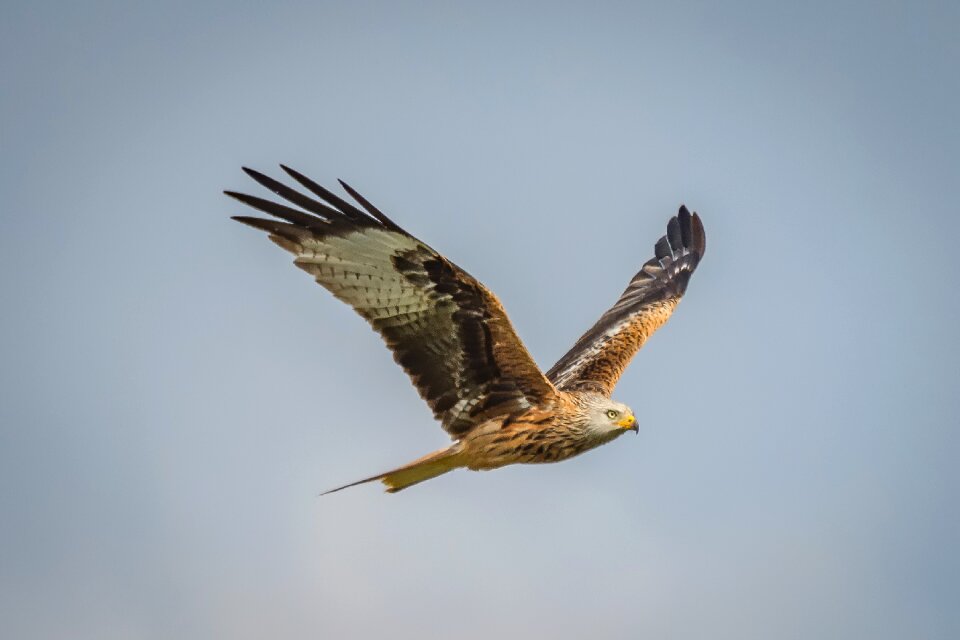 Graceful bird feather