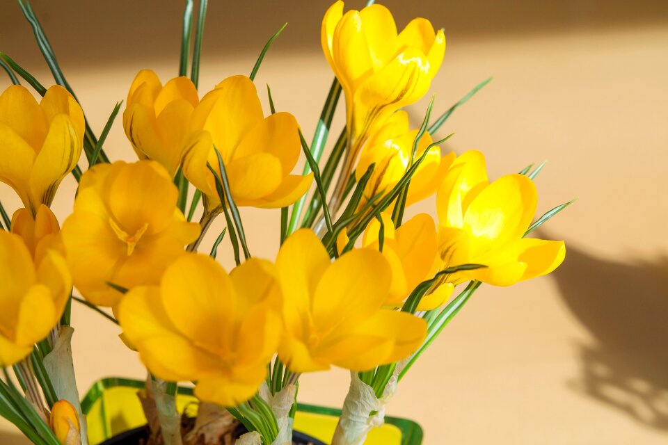 Yellow flower flowers spring flower