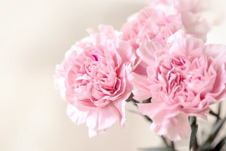 Carnation pink pink flowers petals