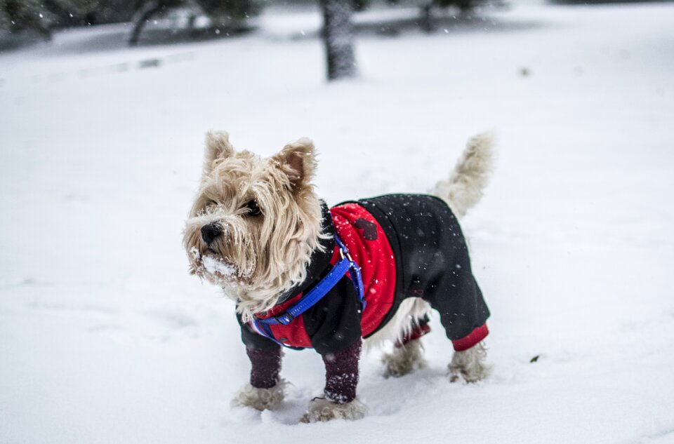 Schnauzer fashion clothing
