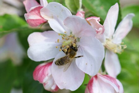 Pollen nectar honey photo