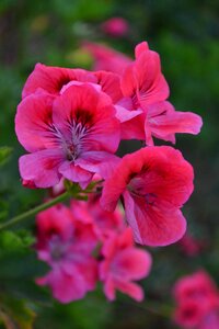 Color colors flower