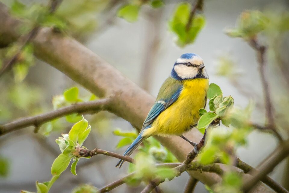 Bird nature small bird