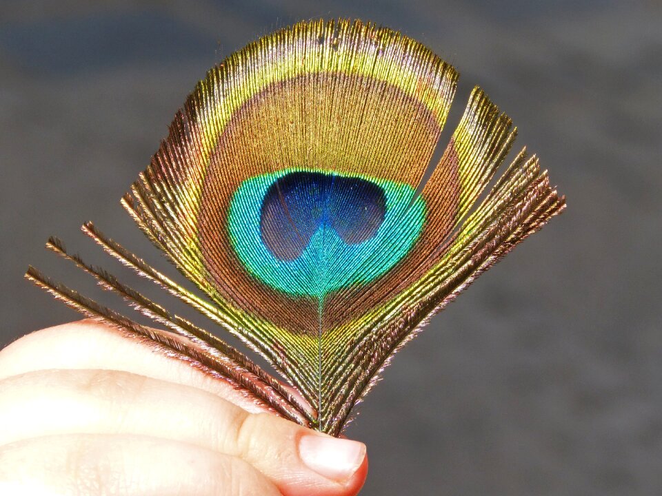 Detail beauty iridescent
