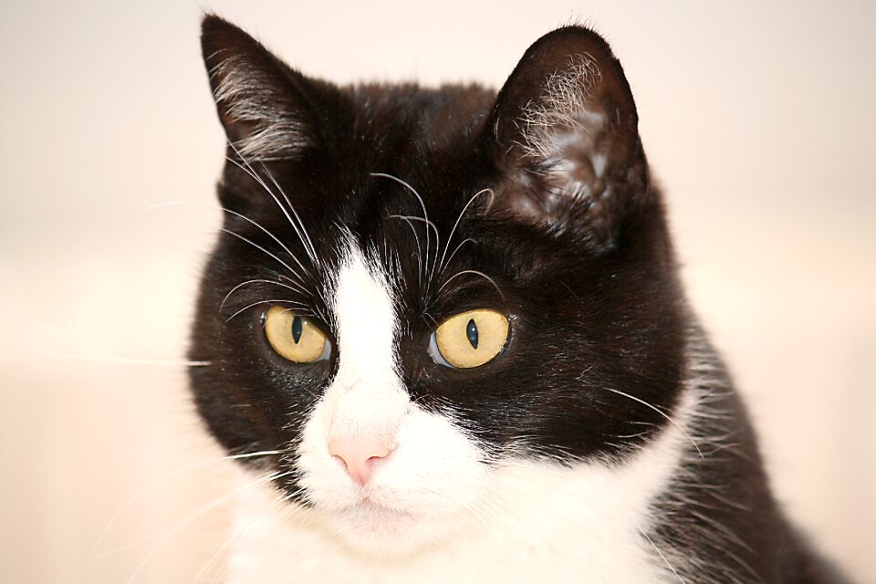 Animal pet cat face
