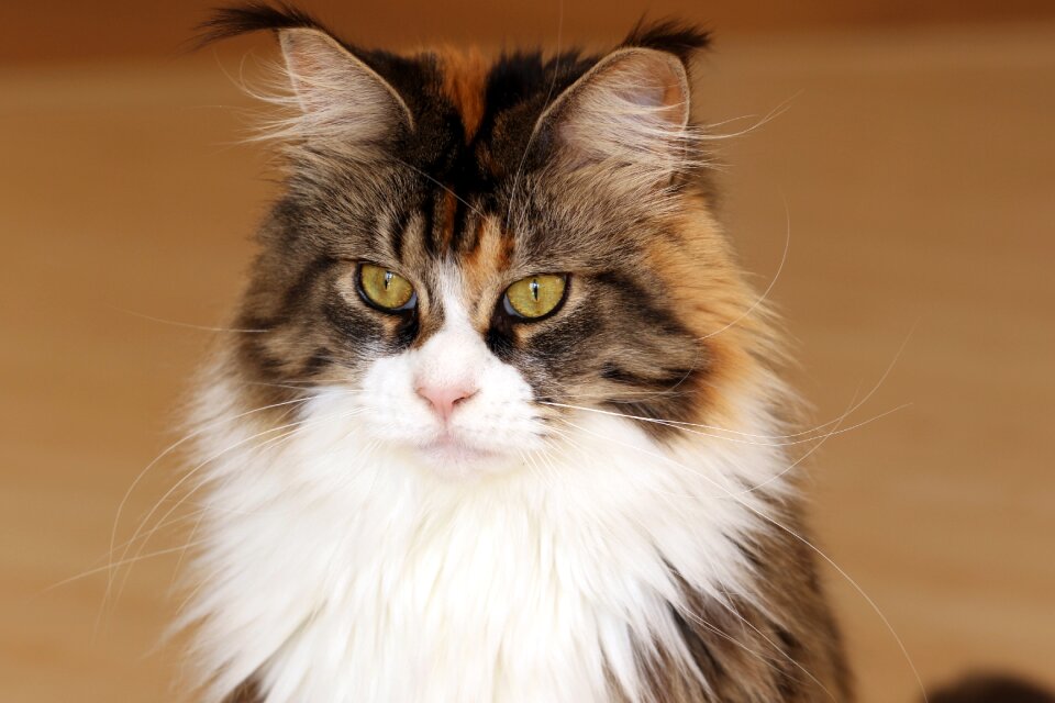 Animal futrzak domestic cat
