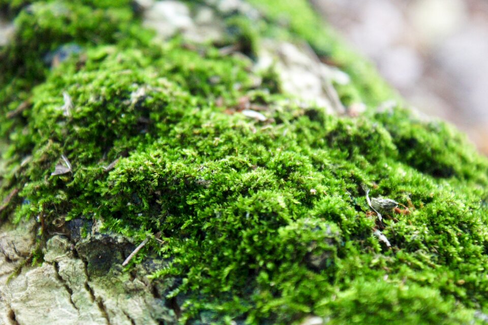 Tree green natural