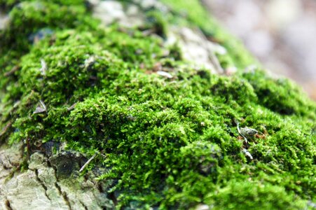 Tree green natural
