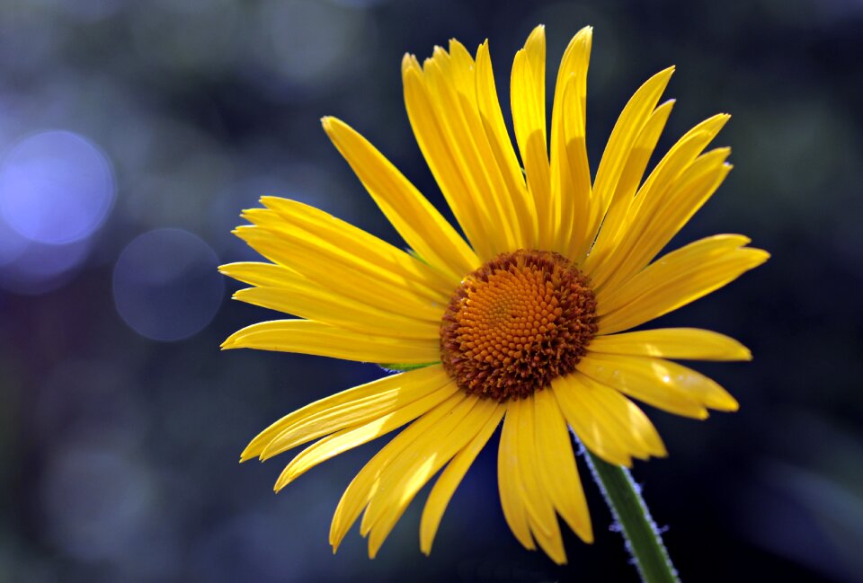 Bloom nature plant